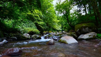 护眼绿林清新溪水