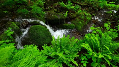 清澈绿草护眼小溪