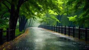 雨天绿林公路