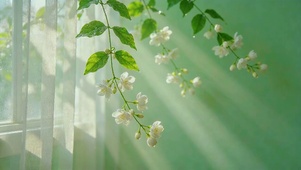 茉莉花