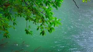 雨天湖面绿树叶