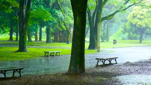 雨天的公园树林