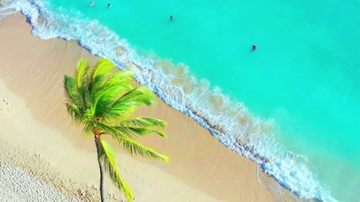 海浪沙滩椰树 4K