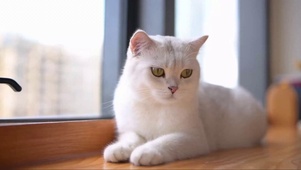 窗边的可爱猫咪