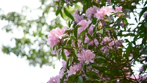 4K春天毛棉杜鹃花