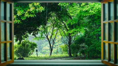 夏日清凉雨天绿树林