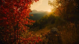 唯美夕阳枫叶