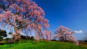 唯美樱花树