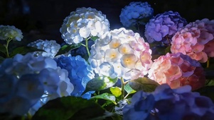小清新绣球花