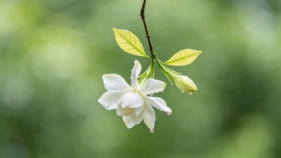 栀子花