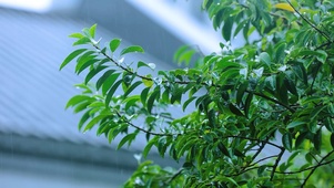 4K治愈落雨