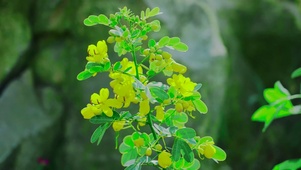 黄色小花
