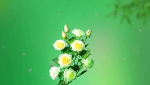 玫瑰花开