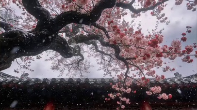 何时杖尔看南雪我与梅花共白头