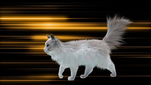 4K赛博朋克猫
