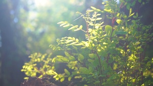 阳光下植物