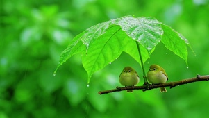 树叶下避雨的两只可爱小鸟