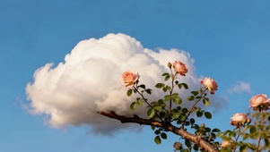 小清新云朵壁纸