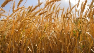 4K 高清 夏天自然小麦场