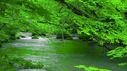 夏日护眼绿林流水