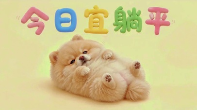 今日宜躺平|治愈系萌宠