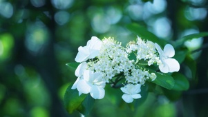 白色绣球花