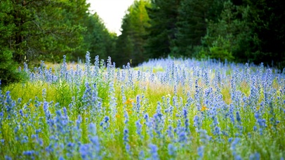 薰衣草小花