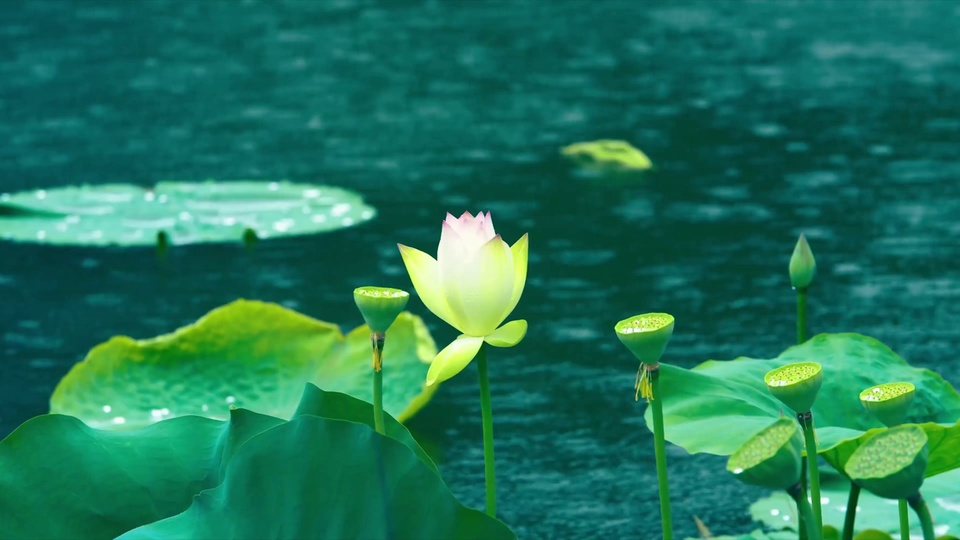 清透池水中央立着粉白渐变的初绽莲花，周围散布荷叶与青嫩莲蓬。