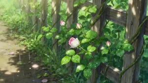 唯美绿叶月季花