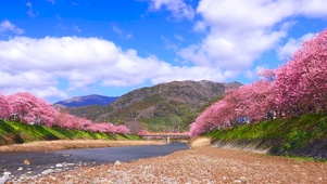 4K河岸樱花
