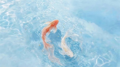 湖面小鱼