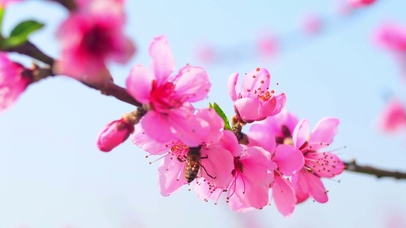4K你的桃花运来了