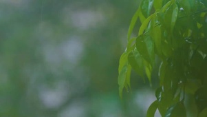 养眼绿色细雨