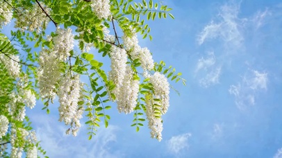 蓝天下的洋槐花
