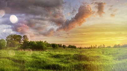 草原长颈鹿大象麦穗和谐自然