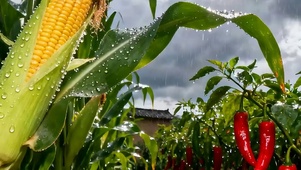 护眼雨天玉米树带鱼屏