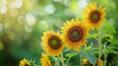 随风摇曳的向日葵