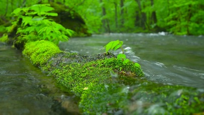 清新溪流