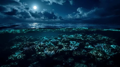 夜晚的海洋珊瑚