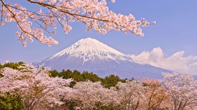 透过樱花看雪山