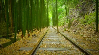 竹林
