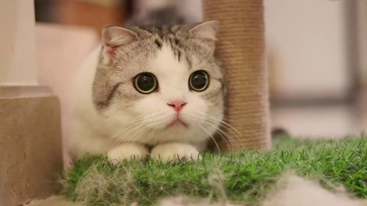 萌萌软软的小泡芙