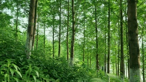 4k夏天清新森林绿色植物唯美