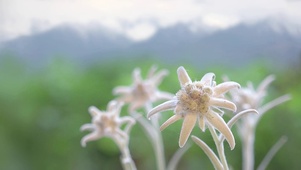 4K 高清 美丽的雪绒花花