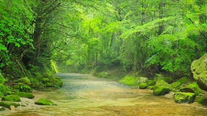 夏天护眼绿林流水