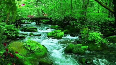 小桥流水，绿色护眼