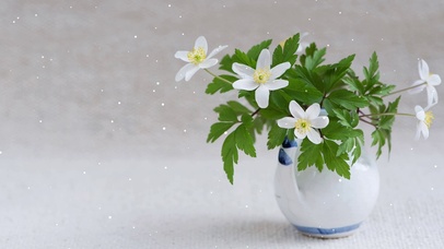 清新养眼唯美花卉