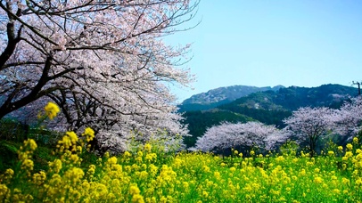 4K日本美丽的春天