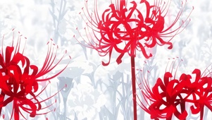 彼岸花