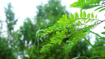夏日雨天植物
